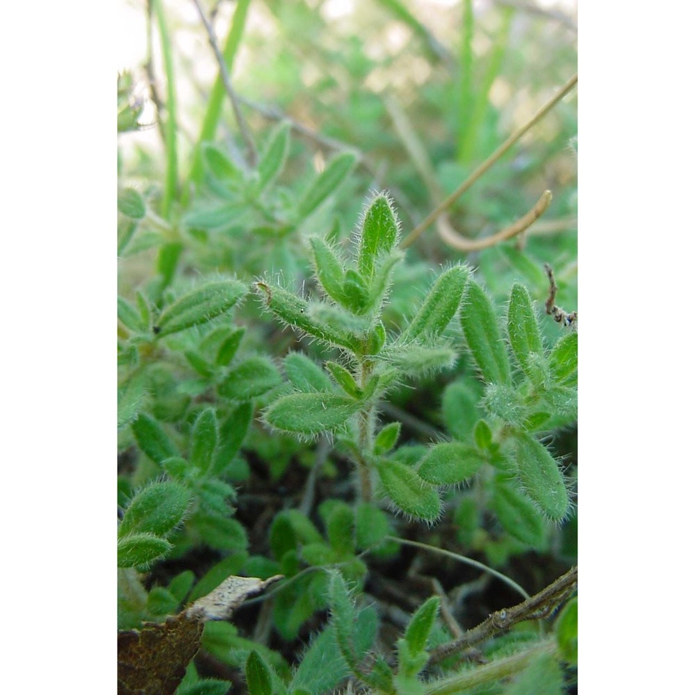 thymus illyricus ronniger