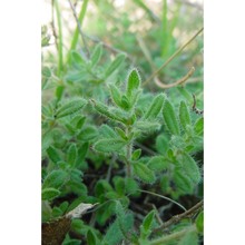 thymus illyricus ronniger