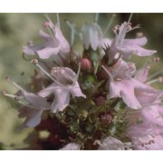 thymus longicaulis c. presl subsp. longicaulis