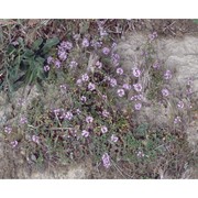 thymus longicaulis c. presl subsp. longicaulis