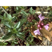 thymus longicaulis c. presl subsp. longicaulis