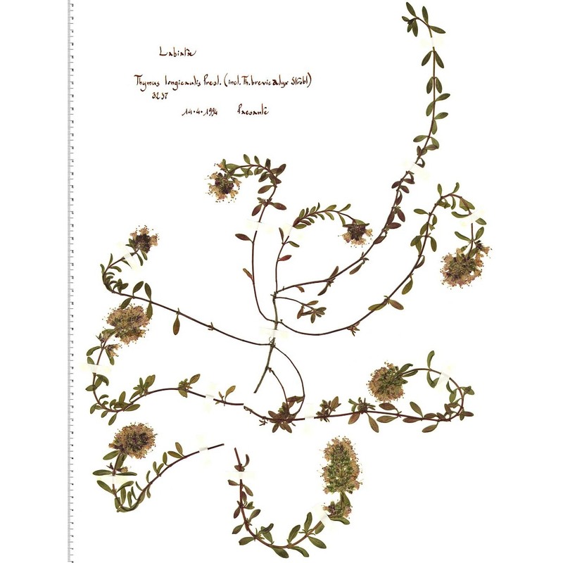 thymus longicaulis c. presl subsp. longicaulis