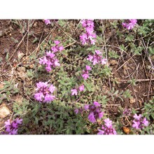 thymus oenipontanus heinr. braun