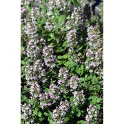 thymus oenipontanus heinr. braun