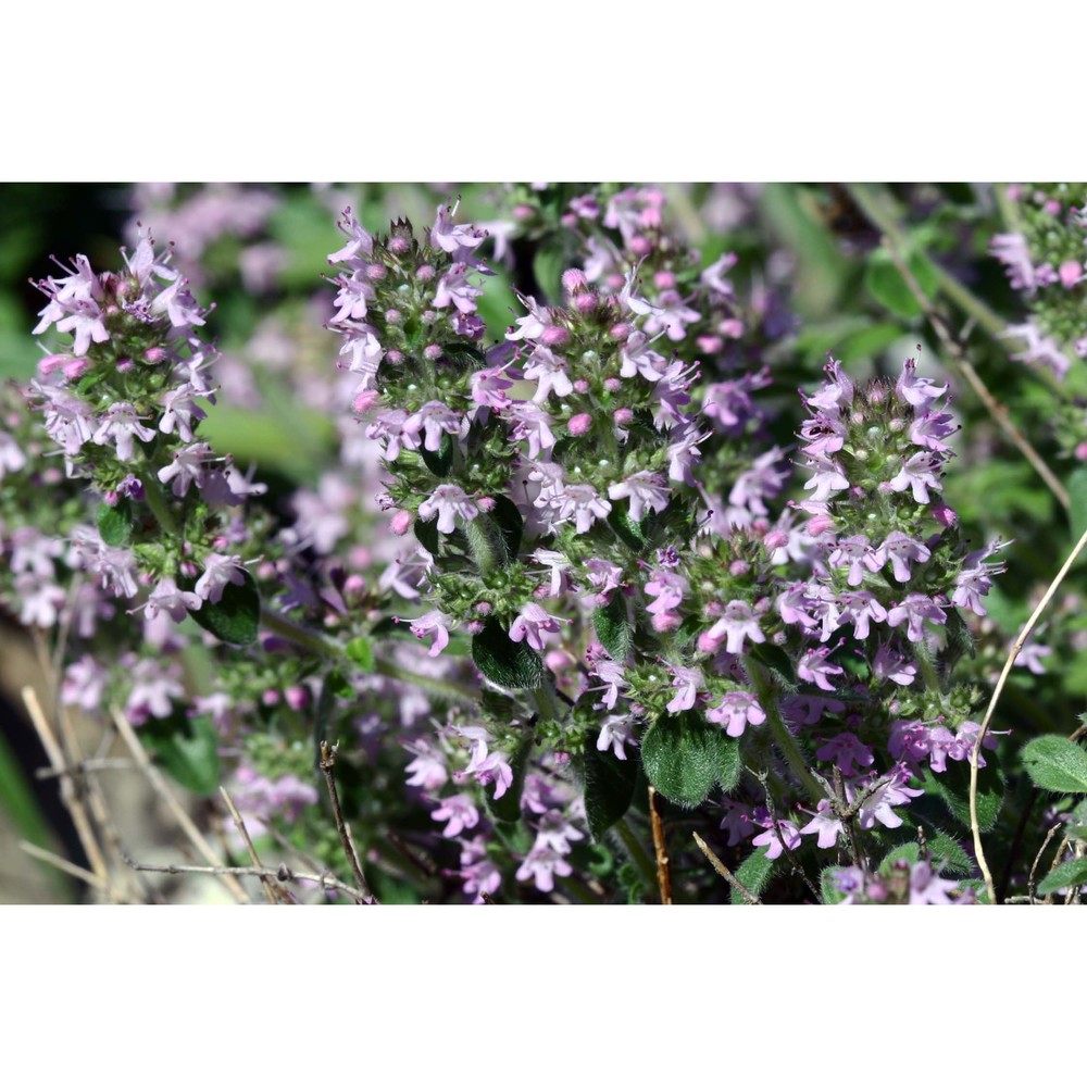 thymus oenipontanus heinr. braun