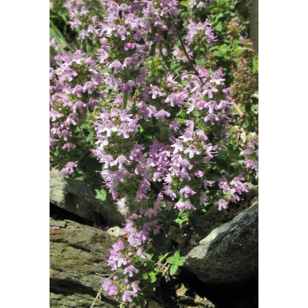 thymus oenipontanus heinr. braun