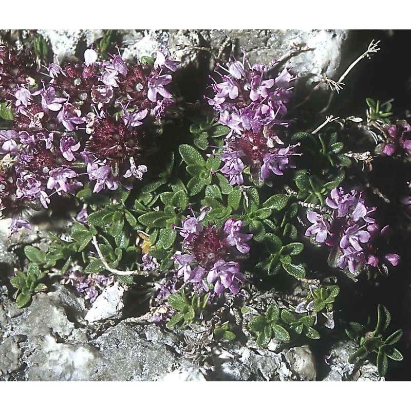 thymus praecox opiz