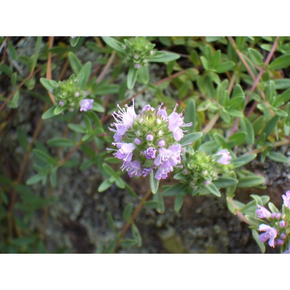 thymus praecox opiz