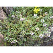 thymus praecox opiz