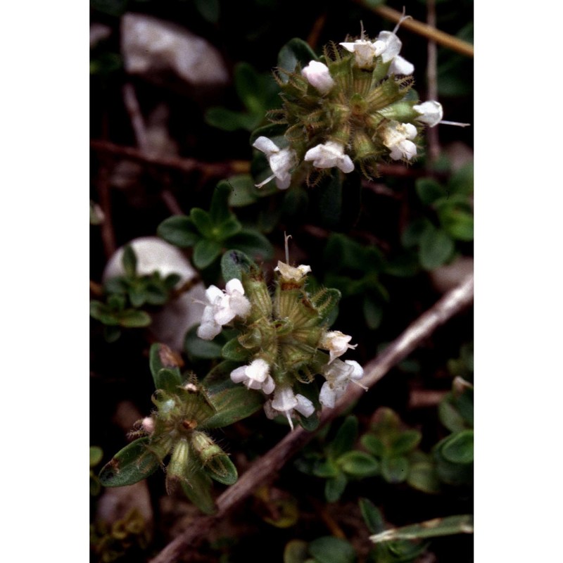 thymus pseudochamaedrys (heinr. braun) ronniger