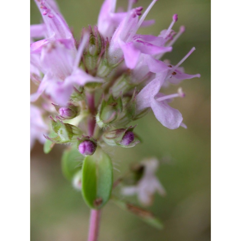 thymus pulegioides l.