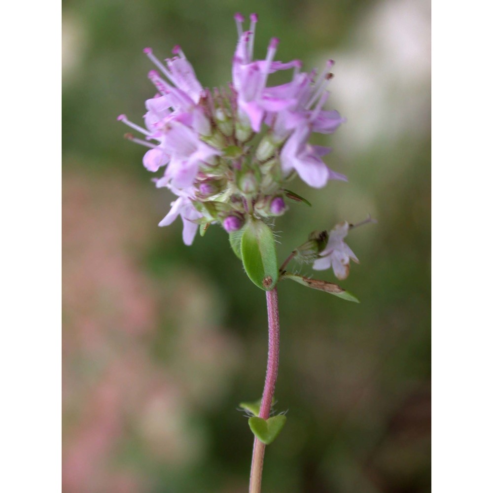 thymus pulegioides l.