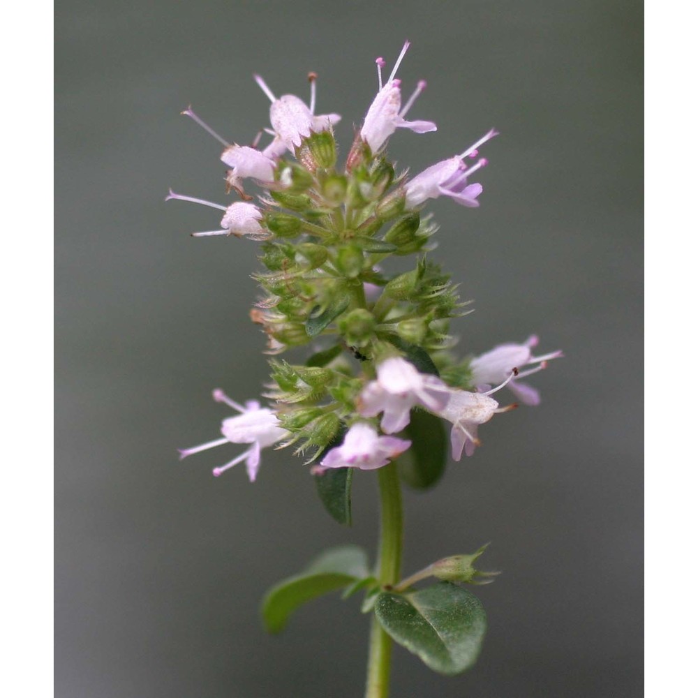 thymus pulegioides l.