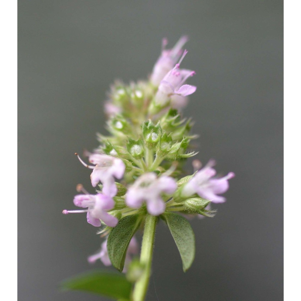 thymus pulegioides l.