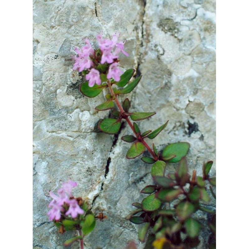 thymus richardii pers. subsp. nitidus (guss.) jalas