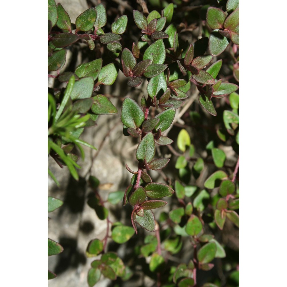 thymus richardii pers. subsp. nitidus (guss.) jalas