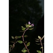 thymus richardii pers. subsp. nitidus (guss.) jalas