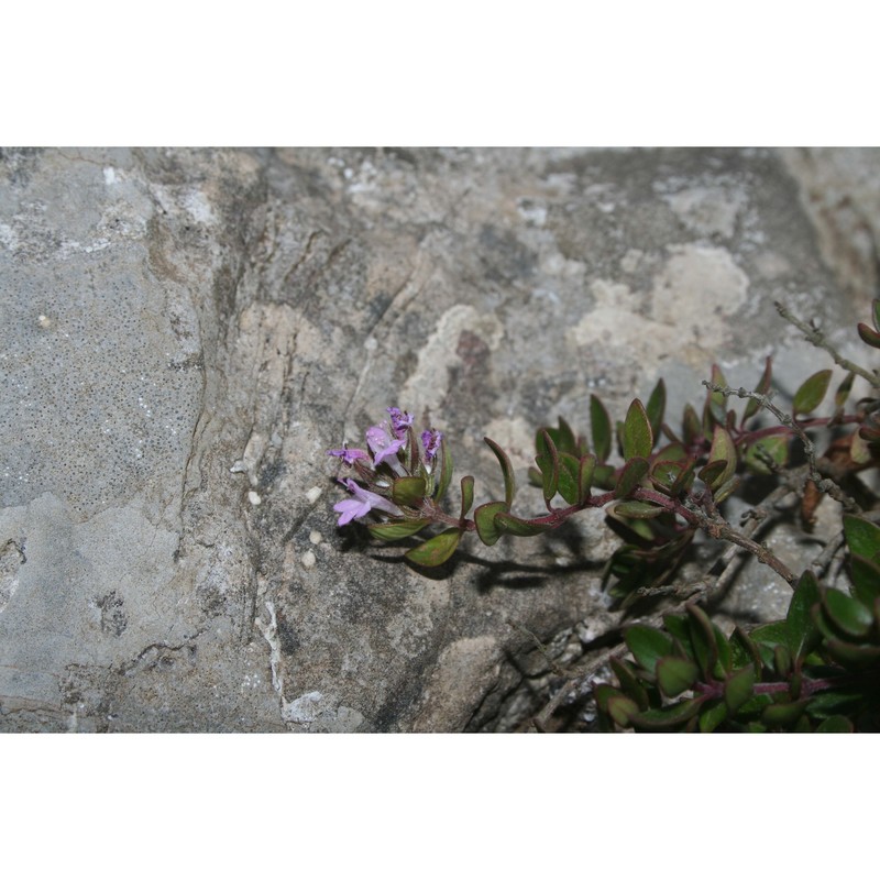 thymus richardii pers. subsp. nitidus (guss.) jalas