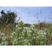 thymus spinulosus ten.