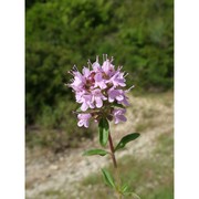 thymus striatus vahl