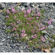 thymus striatus vahl