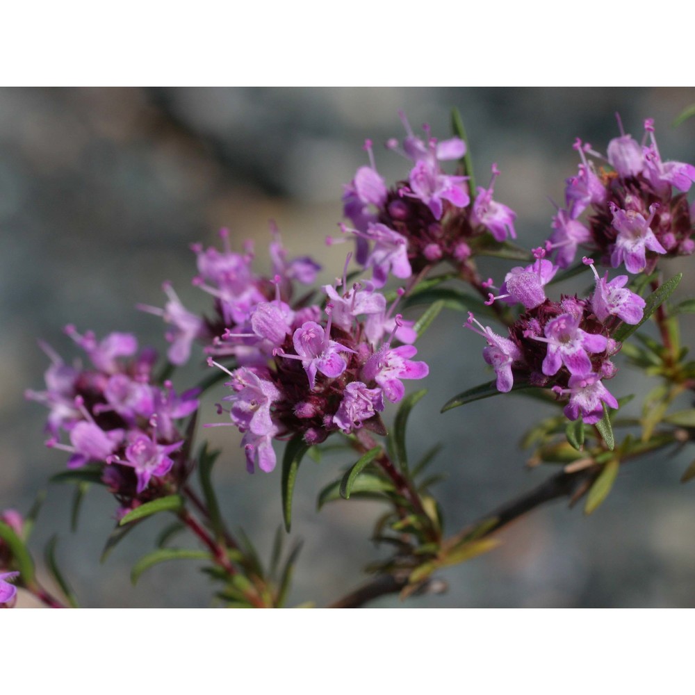 thymus striatus vahl