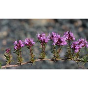 thymus striatus vahl