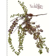 thymus vallicola (heinr. braun) ronniger