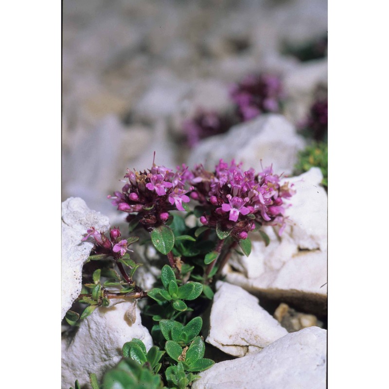 thymus vallicola (heinr. braun) ronniger