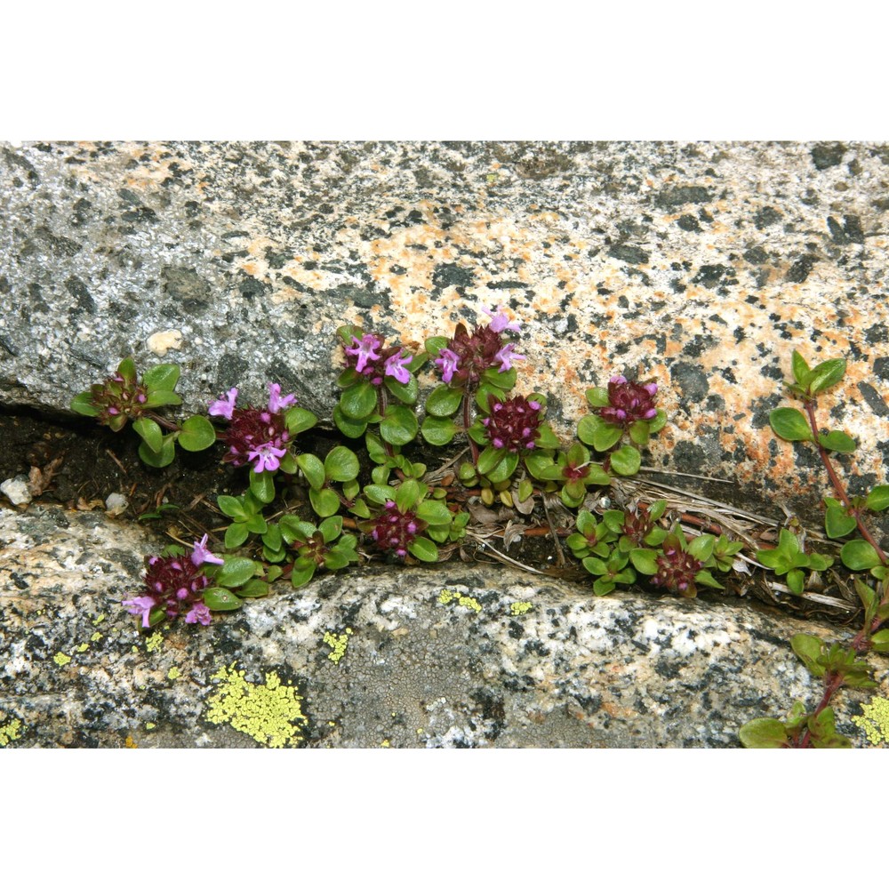 thymus vallicola (heinr. braun) ronniger