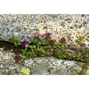 thymus vallicola (heinr. braun) ronniger