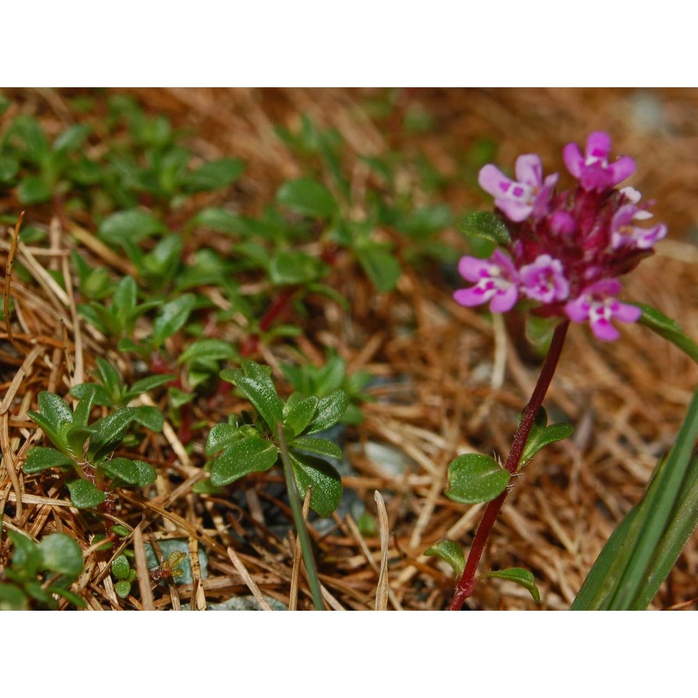 thymus vallicola (heinr. braun) ronniger