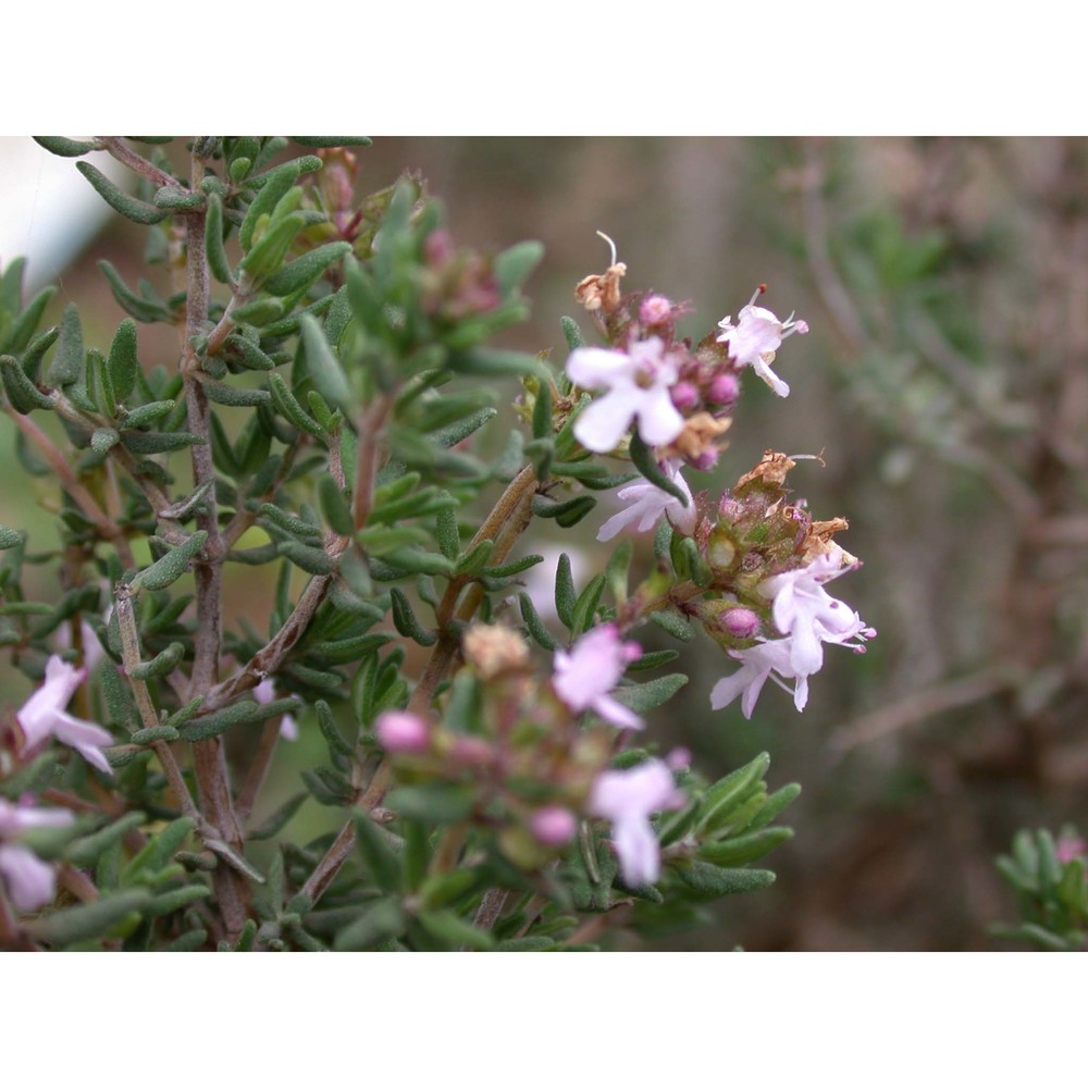 thymus vulgaris l. subsp. vulgaris