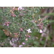 thymus vulgaris l. subsp. vulgaris