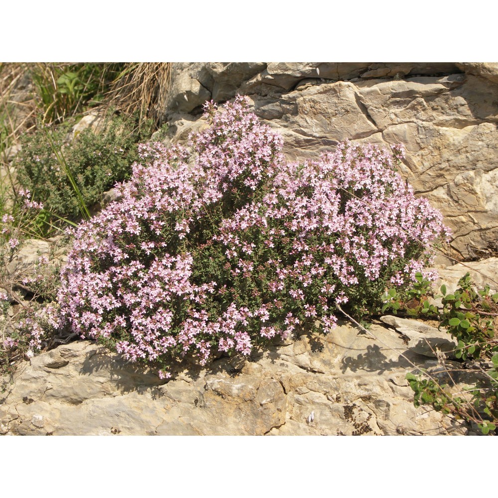 thymus vulgaris l. subsp. vulgaris