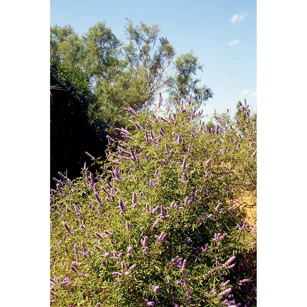 vitex agnus-castus l.