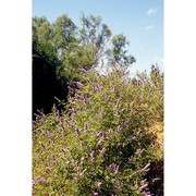 vitex agnus-castus l.