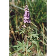 vitex agnus-castus l.