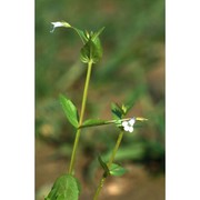 lindernia anagallidea (michx.) pennell