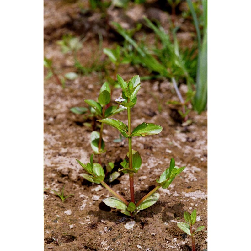 lindernia dubia (l.) pennell