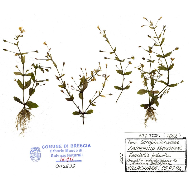 lindernia palustris hartmann