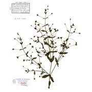 lindernia palustris hartmann