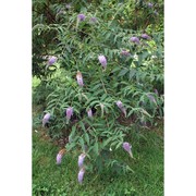 buddleja davidii franch.