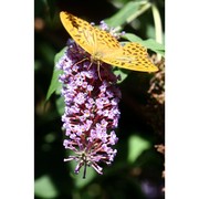 buddleja davidii franch.