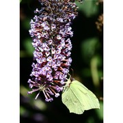 buddleja davidii franch.