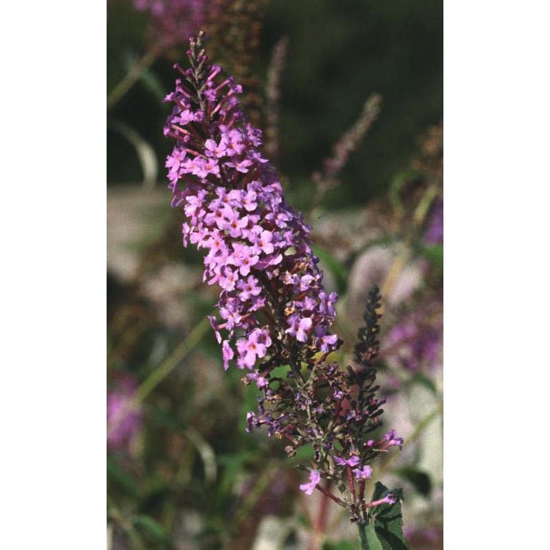 buddleja davidii franch.