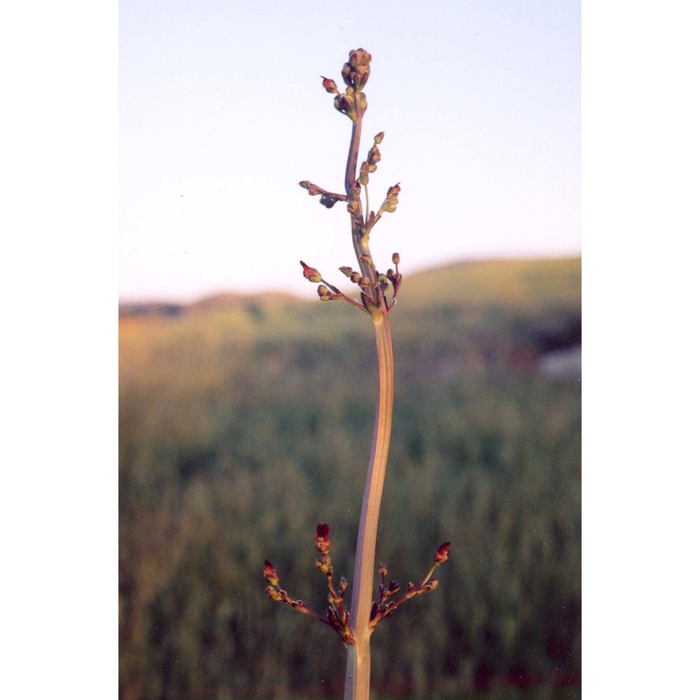 scrophularia auriculata l.