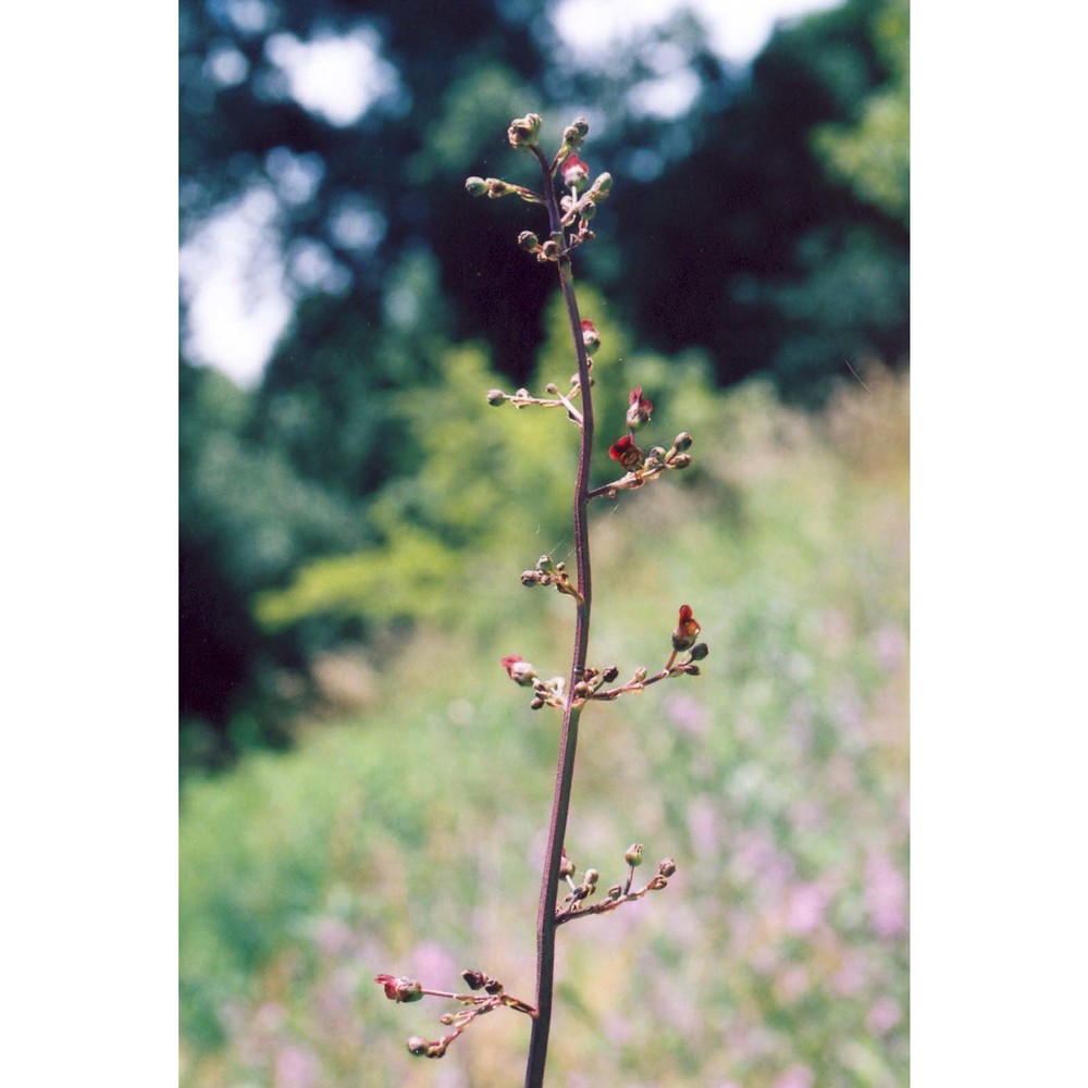 scrophularia auriculata l.