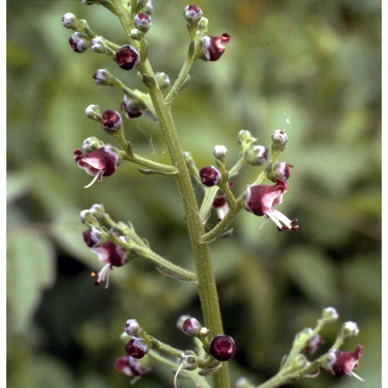 scrophularia canina l.