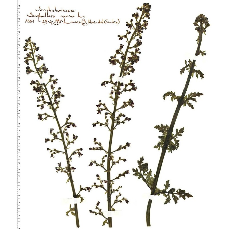 scrophularia canina l.